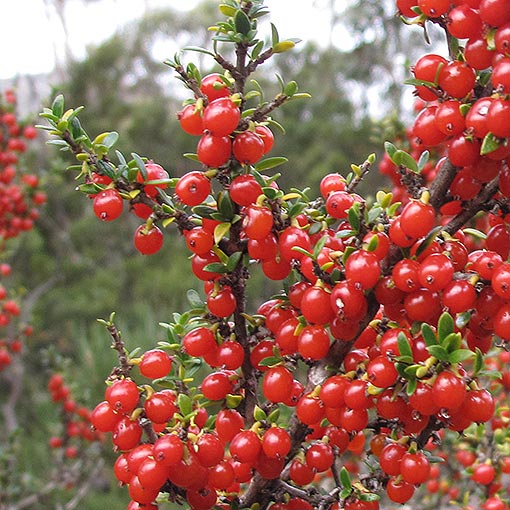 Coprosma nitida, Mountain Currant, Tasmania