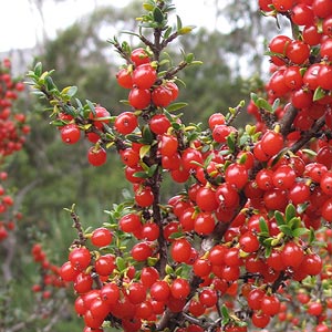 Coprosma nitida