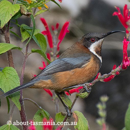 Eastern Spinebill, Acanthorhynchus tenuirostris, Tasmania