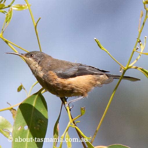 Eastern Spinebill, Acanthorhynchus tenuirostris, Tasmania