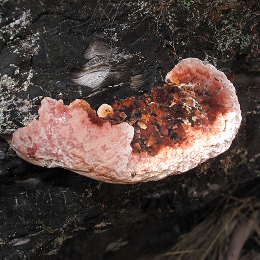 Fomitopsis lilacinogilva, fungi, Tasmania