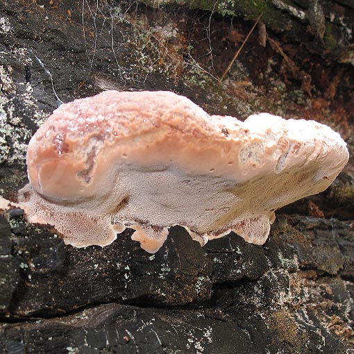 Fomitopsis lilacinogilva, fungi, Tasmania