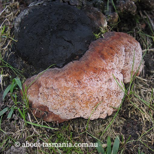 Fomitopsis lilacinogilva, fungi, Tasmania