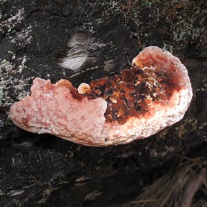 Fomitopsis lilacinogilva