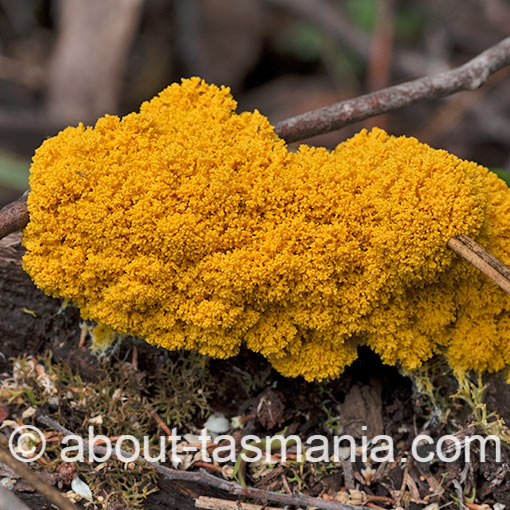 Fuligo septica, Tasmania