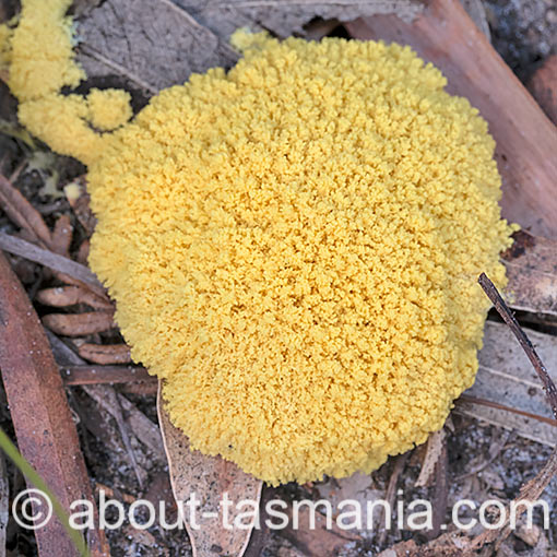 Fuligo septica, Tasmania