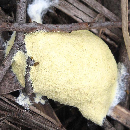 Fuligo septica, Tasmania