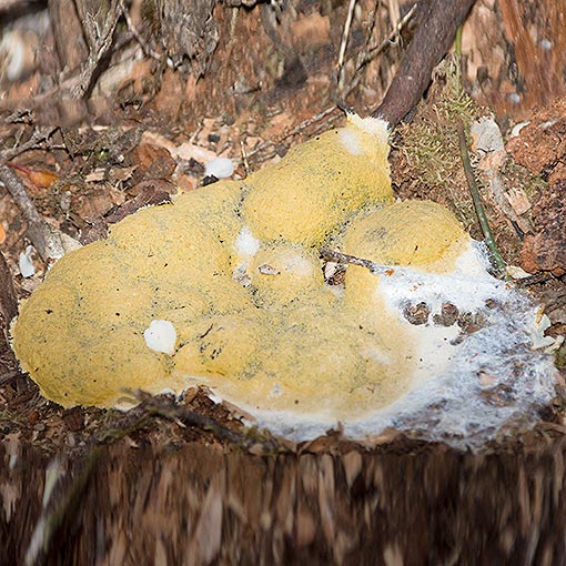 Fuligo septica, Tasmania