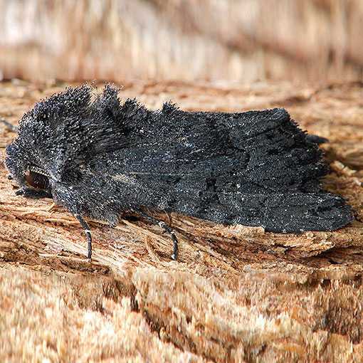 Neumichtis nigerrima, Tasmania, moth