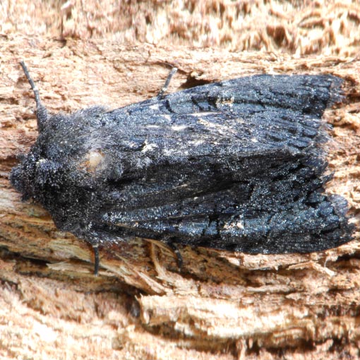 Neumichtis nigerrima, Tasmania, moth