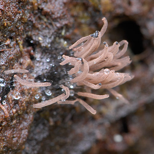 Stemonitis pallida, myxomycetes, Tasmania