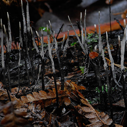 Xylaria sp., fungi, Tasmania