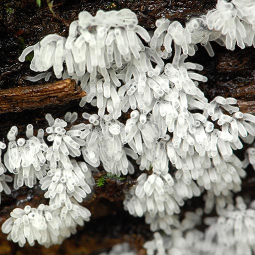 Ceratiomyxa fruticulosa, myxomycetes, Tasmania