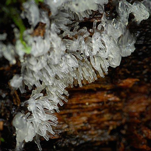 Ceratiomyxa fruticulosa, myxomycetes, Tasmania