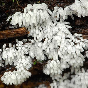 Ceratiomyxa fruticulosa