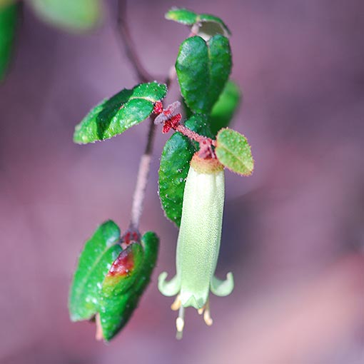 Correa reflexa, Common Correa, Tasmania