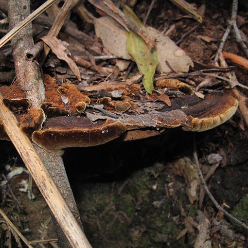 Fuscoporia wahlbergii, Phellinus wahlbergii, Tasmania, fungi