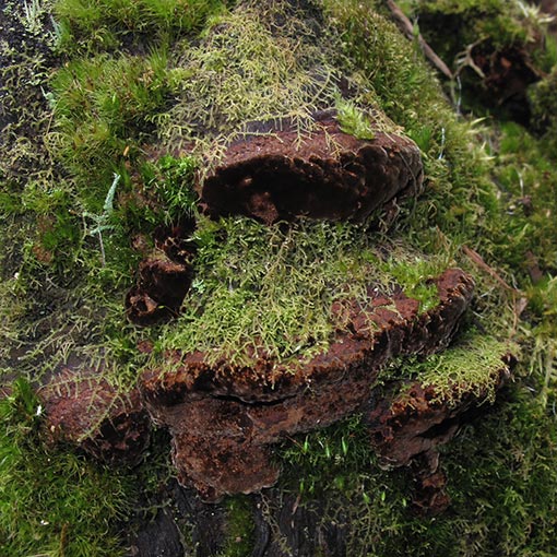 Fuscoporia wahlbergii, Phellinus wahlbergii, Tasmania, fungi
