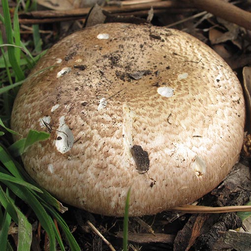 Agaricus sp., fungi, Tasmania