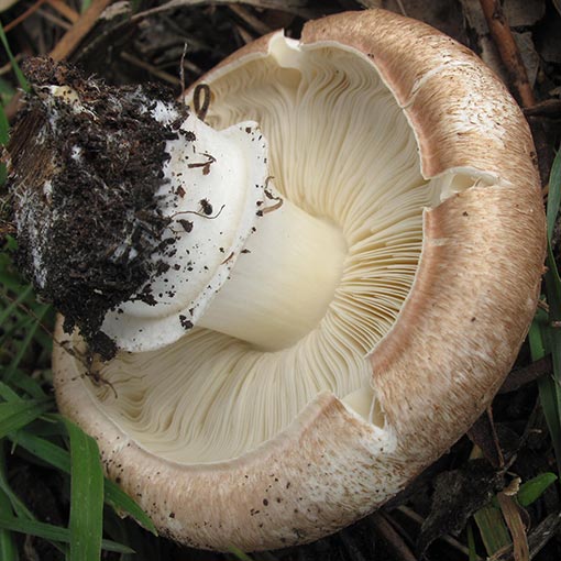 Agaricus sp., fungi, Tasmania