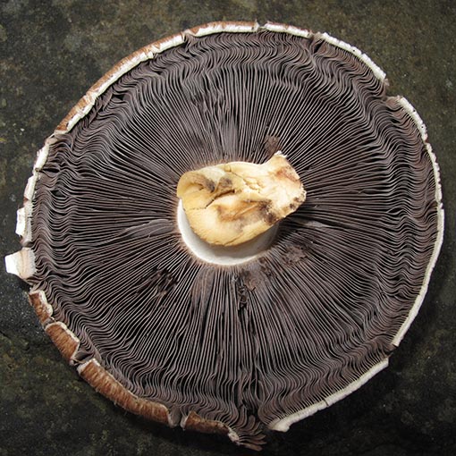 Agaricus sp., fungi, Tasmania