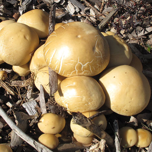 Agrocybe praecox, fungi, Tasmania