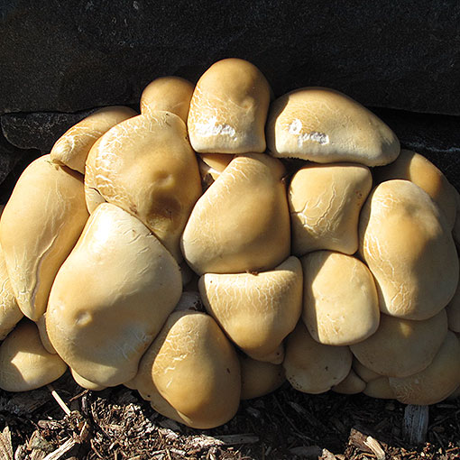 Agrocybe praecox, fungi, Tasmania