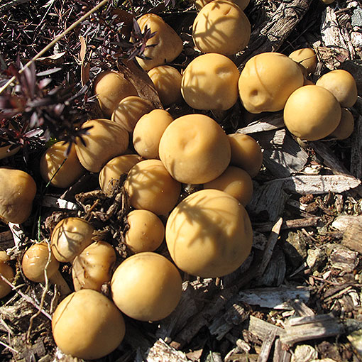 Agrocybe praecox, fungi, Tasmania