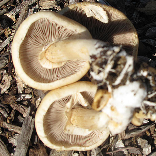 Agrocybe praecox, fungi, Tasmania