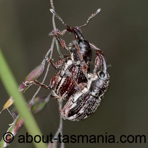Aoplocnemis rufipes, Curculionidae, Tasmania