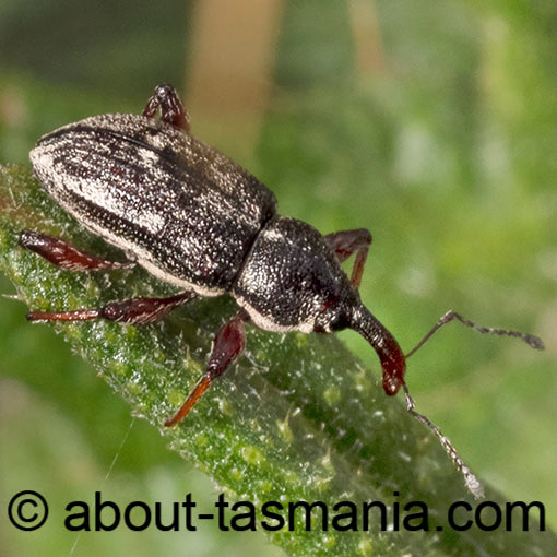Aoplocnemis rufipes, Curculionidae, Tasmania
