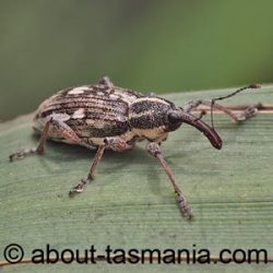 Aoplocnemis rufipes