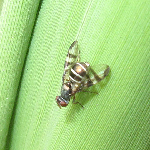 Rivellia sp. , Platystomatidae, Tasmania