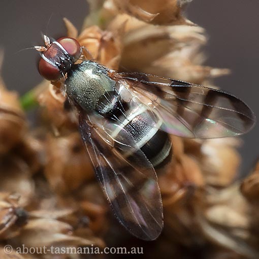 Rivellia sp. , Platystomatidae, Tasmania