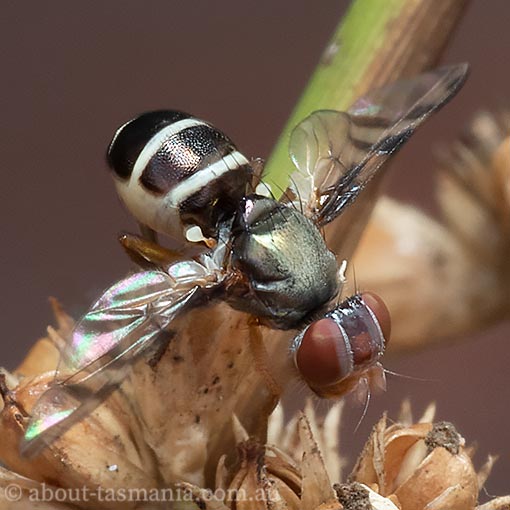 Rivellia sp. , Platystomatidae, Tasmania