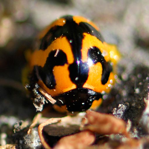 Coccinella transversalis, Coccinellidae, Tasmania