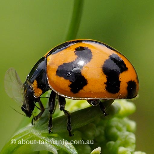 Coccinella transversalis, Coccinellidae, Tasmania
