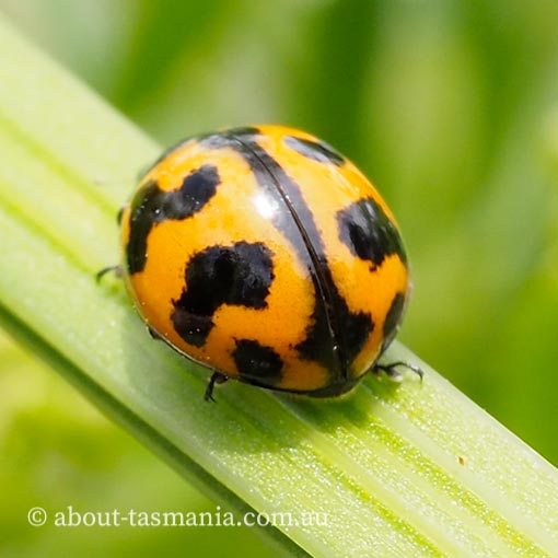 Coccinella transversalis, Coccinellidae, Tasmania