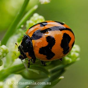 Coccinella transversalis