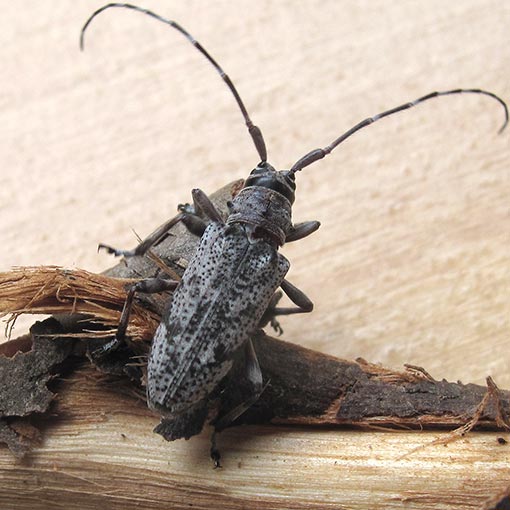 Disterna canosa, Longicorn beetle, Tasmania