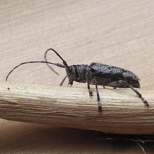 Disterna canosa, Longicorn beetle, Tasmania
