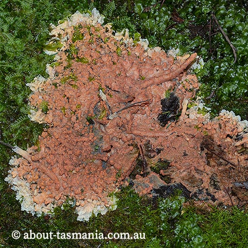 Meruliopsis taxicola, Gloeoporus taxicola, fungi, Tasmania