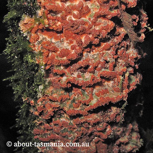Meruliopsis taxicola, Gloeoporus taxicola, fungi, Tasmania