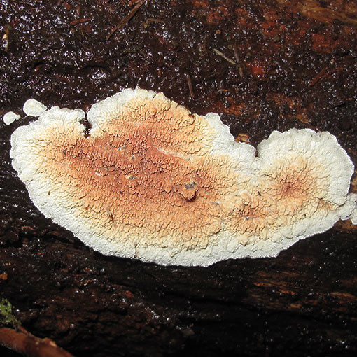 Meruliopsis taxicola, Gloeoporus taxicola, fungi, Tasmania