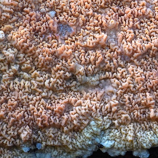 Meruliopsis taxicola, Gloeoporus taxicola, fungi, Tasmania