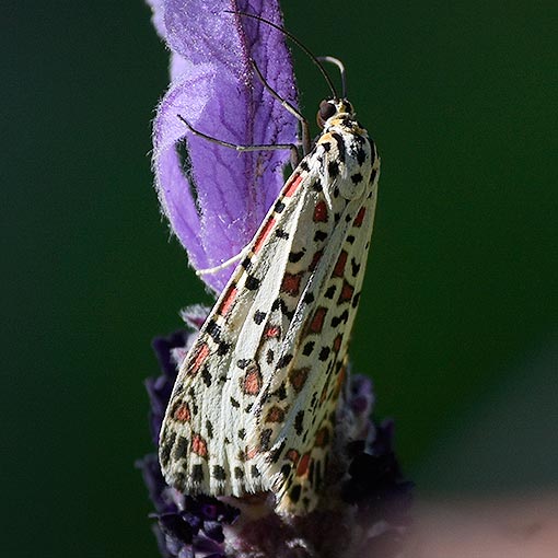 Utetheisa pulchelloides, Arctiidae, Tasmania, heliotrope moth