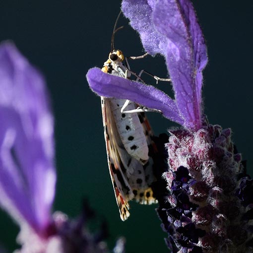 Utetheisa pulchelloides, Arctiidae, Tasmania, heliotrope moth