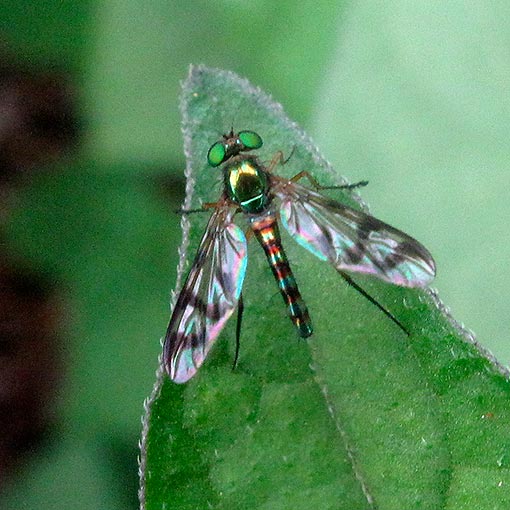 Heteropsilopus ingenuus, long-legged fly, ‎Dolichopodidae, Tasmania