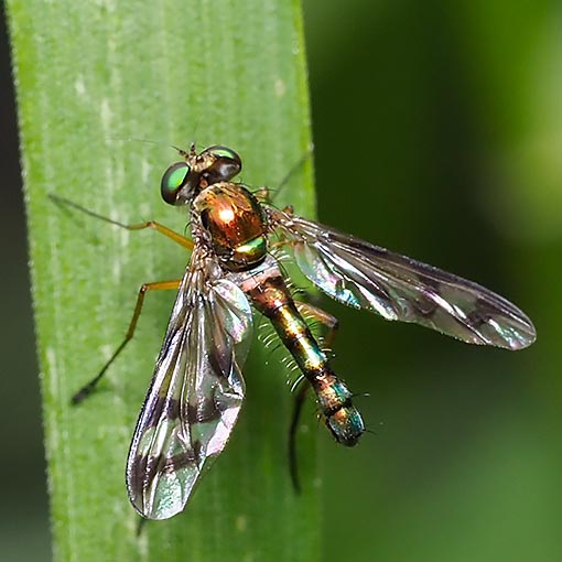 Heteropsilopus ingenuus, long-legged fly, ‎Dolichopodidae, Tasmania