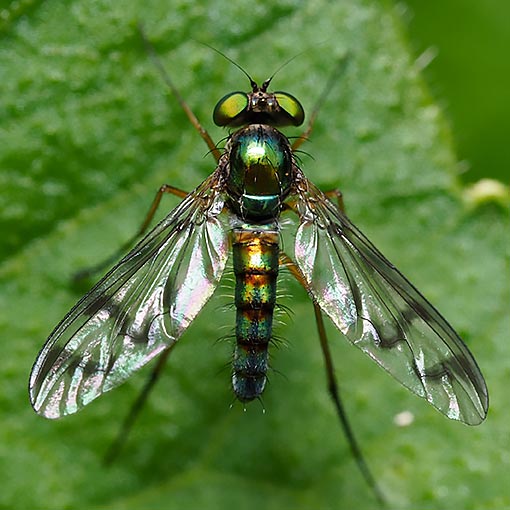 Heteropsilopus ingenuus, long-legged fly, ‎Dolichopodidae, Tasmania